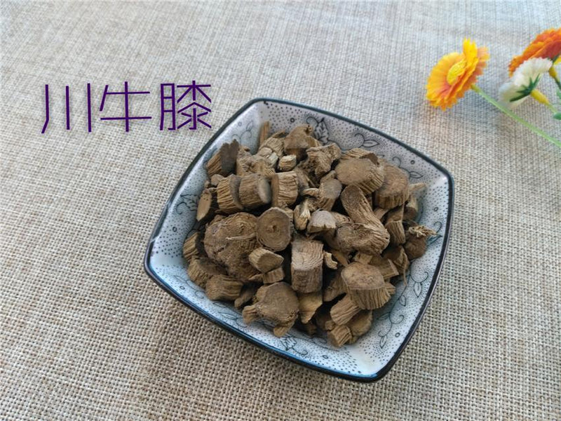 TCM Herbs Powder Chuan Niu Xi 川牛膝, Radix Cyathulae, Cyathula Officinalis Kuan Root-Health Wisdom™