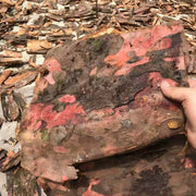 TCM Herbs Powder Hong Dou Shan Pi 红豆杉皮, Taxus Chinensis Bark Tea, Ci Bai Song, Taxus Wallichiana Barks-Health Wisdom™