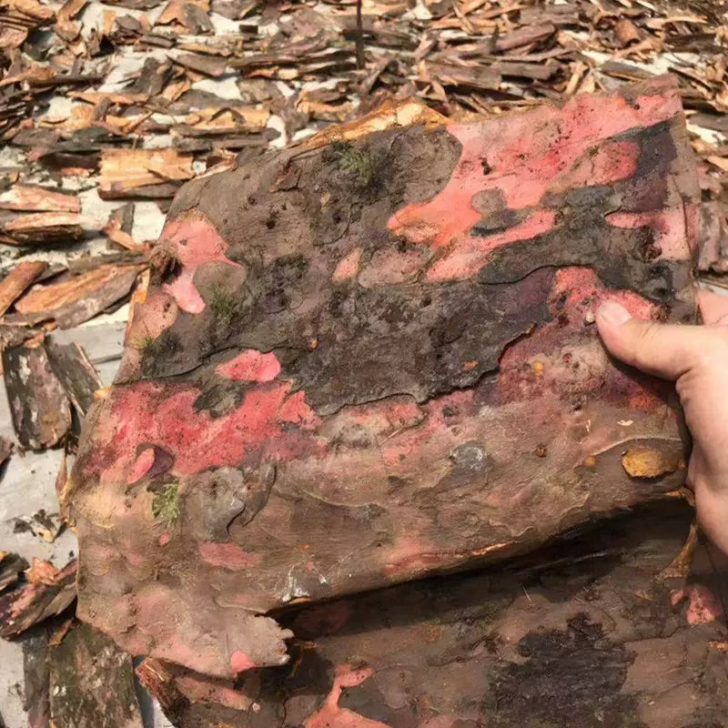 TCM Herbs Powder Hong Dou Shan Pi 红豆杉皮, Taxus Chinensis Bark Tea, Ci Bai Song, Taxus Wallichiana Barks-Health Wisdom™