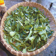 TCM Herbs Powder Ji Shi Teng Ye 鸡矢藤叶, Chinese Fevervine Herb Leaf, Herba Paederiae Leaves-Health Wisdom™