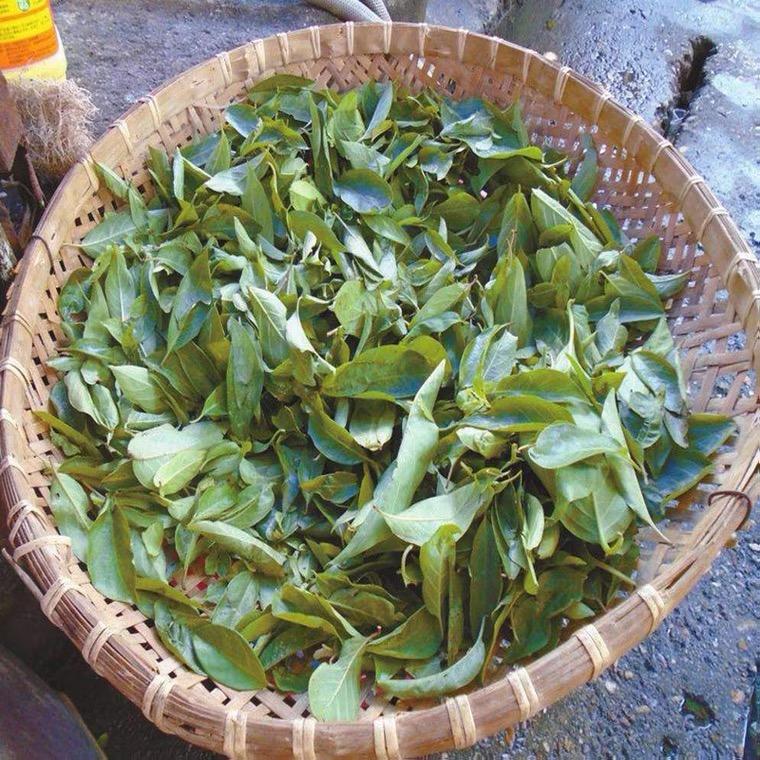 TCM Herbs Powder Ji Shi Teng Ye 鸡矢藤叶, Chinese Fevervine Herb Leaf, Herba Paederiae Leaves-Health Wisdom™