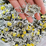 TCM Herbs Powder Shu Qu Cao 鼠曲草, Herba Gnaphalii Hypoleuci, Cudweed, Qing Ming Cai, Tian Ai, Chinese Food Qing Tuan 青团-Health Wisdom™