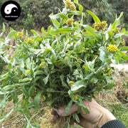 TCM Herbs Powder Shu Qu Cao 鼠曲草, Herba Gnaphalii Hypoleuci, Cudweed, Qing Ming Cai, Tian Ai, Chinese Food Qing Tuan 青团-Health Wisdom™