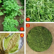 TCM Herbs Powder Spice Xiang Dou Fen 香豆粉, Fenugreek Powder, Ku Dou Fen 苦豆粉-Health Wisdom™