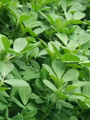 TCM Herbs Powder Spice Xiang Dou Fen 香豆粉, Fenugreek Powder, Ku Dou Fen 苦豆粉-Health Wisdom™