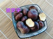TCM Herbs Powder Suo Luo Zi 娑罗子, Chinese Buckeye Seed, Semen Aesculi, Su Luo Zi, Kai Xin Guo-Health Wisdom™
