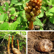 TCM Herbs Powder Tian Ma 天麻, Rhizoma Gastrodiae, Tall Gastrodia Tuber, Gastrodia Elata Root-Health Wisdom™