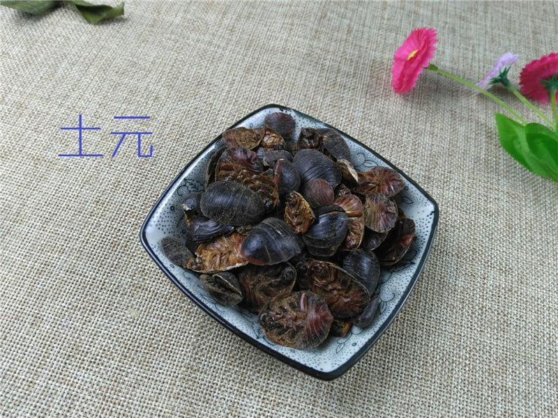 TCM Herbs Powder Tu Bie Chong 土鳖虫, Tu Yuan, Di Bie Chong, Ground Beetles, Eupolyphaga Sinensis, Wingless Cockroach-Health Wisdom™