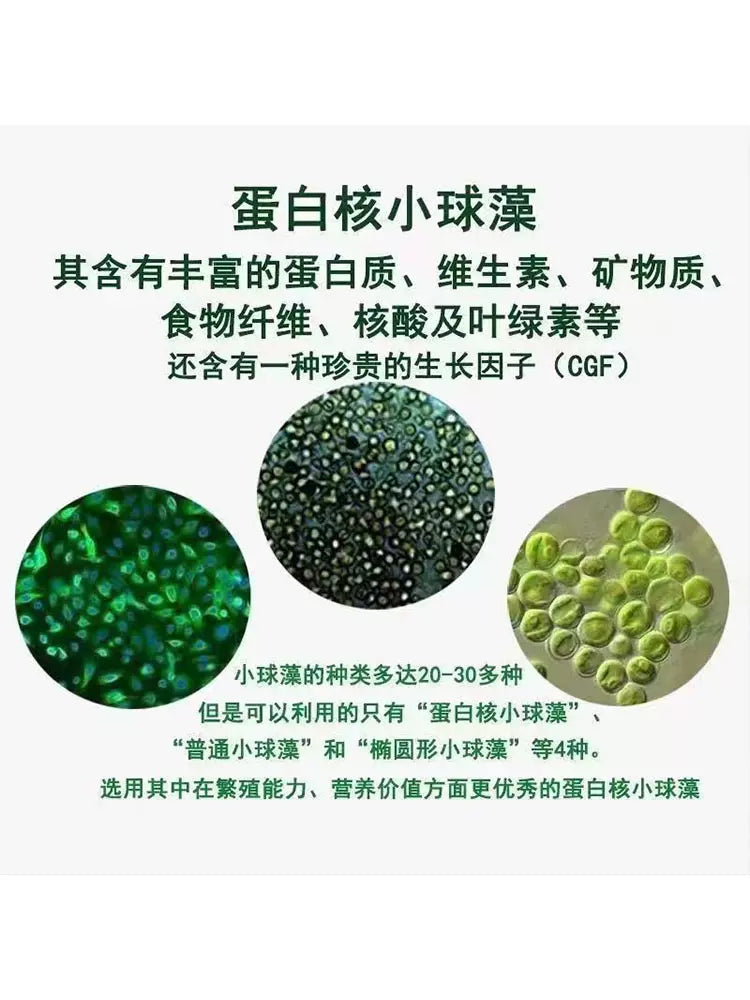 TCM Herbs Powder Xiao Qiu Zao 小球藻, Chlorella Pyrenoidosa, Chlorella Powder-Health Wisdom™