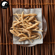 Tai Zi Shen 太子參, Radix Pseudostellariae, Heterophylly Falsestarwort Root-Health Wisdom™