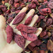 Tao Er Qi 桃儿七, Fructus Sinopodophylli, Podophyllum Emodi, Xiao Ye Lian 小叶莲-Health Wisdom™