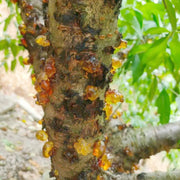 Tao Jiao 桃膠, Dried Peach Resin, Peach Gum-Health Wisdom™