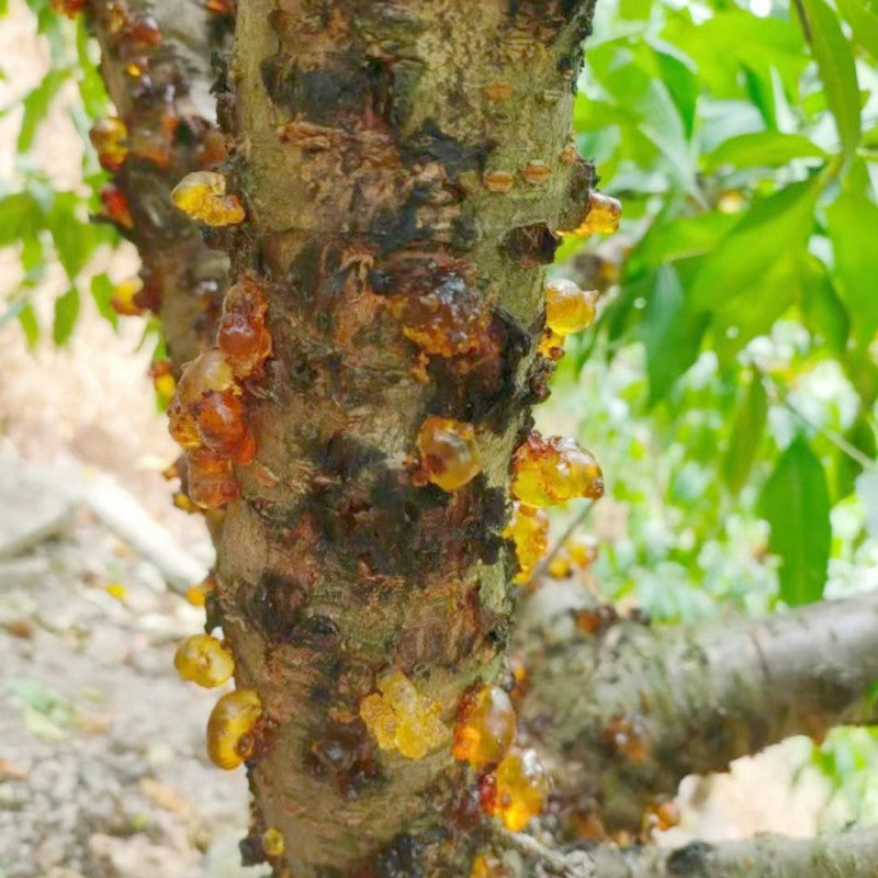 Tao Jiao 桃膠, Dried Peach Resin, Peach Gum-Health Wisdom™