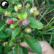 Tao Jin Niang Guo 桃金娘果, Gang Reng Guo, Downy Rosemyrtle Fruit, Zhong Ni-Health Wisdom™