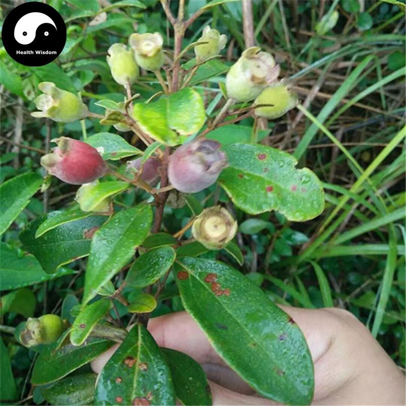 Tao Jin Niang Guo 桃金娘果, Gang Reng Guo, Downy Rosemyrtle Fruit, Zhong Ni-Health Wisdom™