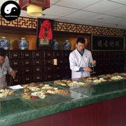 Tao Ren 桃仁, Semen Persicae, Peach Seed-Health Wisdom™
