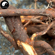 Teng Li Gen 藤梨根, Radix Actinidiae Chinensis, Actinidia Root, Yang Tao Gen, Mi Hou Tao Gen-Health Wisdom™