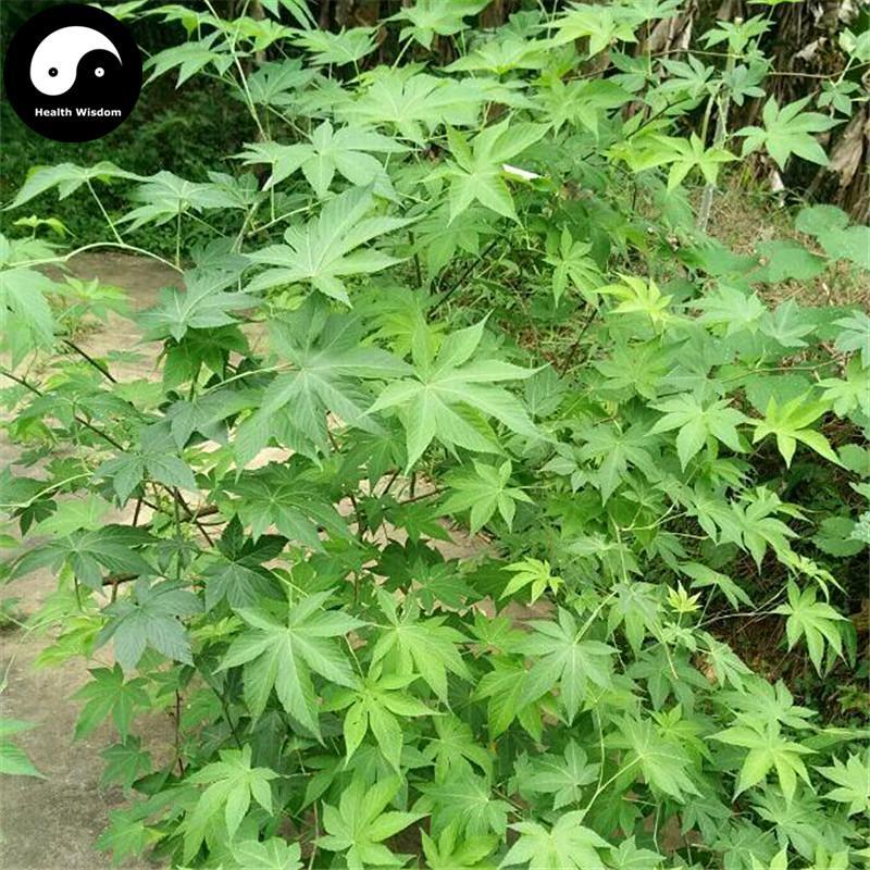 Tian Cha 甜茶, Rubus Chingii Leaf Tea, Wild Folium Hydrangeae Juvenile, Sweet Tea For Thorat Health-Health Wisdom™