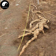Tian Hua Fen 天花粉, Radix Trichosanthis, Mongolian Snakegourd Root, Gua Lou Gen-Health Wisdom™