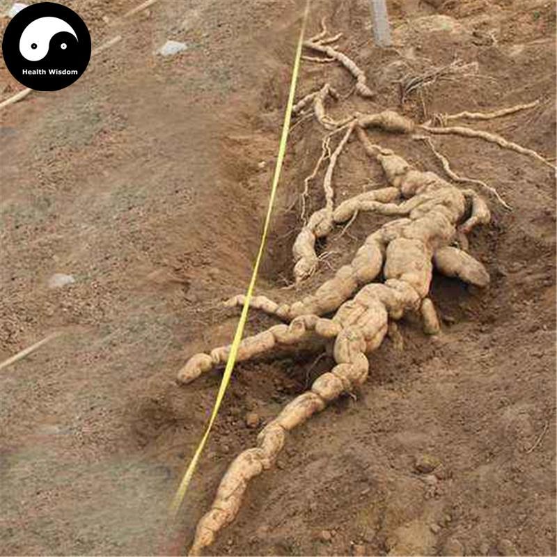 Tian Hua Fen 天花粉, Radix Trichosanthis, Mongolian Snakegourd Root, Gua Lou Gen-Health Wisdom™