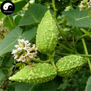 Tian Jiang Ke 天浆壳, Japanese Metaplexis Pericarp, Pericarpium Metaplexis Japonicae-Health Wisdom™