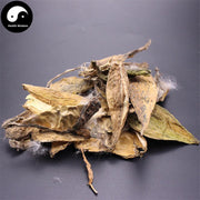 Tian Jiang Ke 天浆壳, Japanese Metaplexis Pericarp, Pericarpium Metaplexis Japonicae-Health Wisdom™