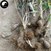 Tian Kui Zi 天葵子, Muskroot-like Semiaquilegia Root, Radix Semiaquilegiae-Health Wisdom™