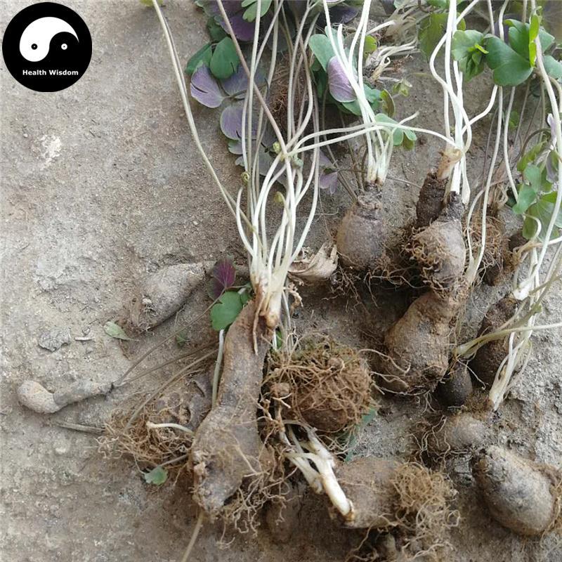 Tian Kui Zi 天葵子, Muskroot-like Semiaquilegia Root, Radix Semiaquilegiae-Health Wisdom™