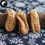 Tian Ma Gen 天麻根, Rhizoma Gastrodiae, Tall Gastrodia Tuber, Gastrodia Elata Root-Health Wisdom™