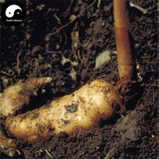 Tian Ma Gen 天麻根, Rhizoma Gastrodiae, Tall Gastrodia Tuber, Gastrodia Elata Root-Health Wisdom™