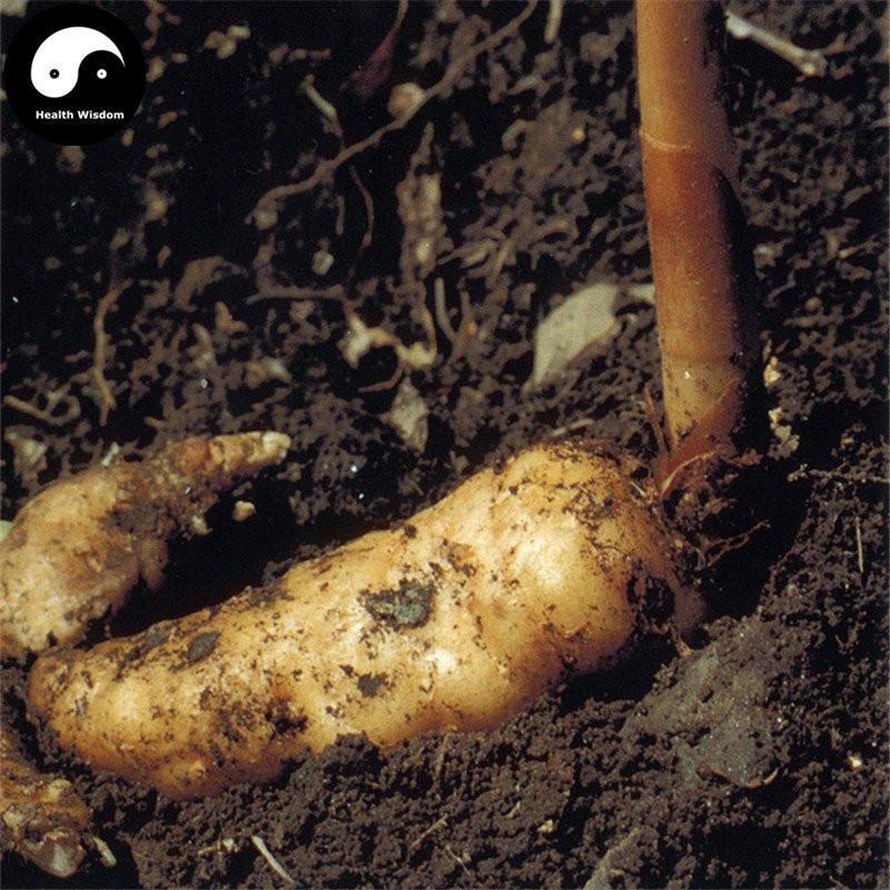 Tian Ma Pian 天麻片, Rhizoma Gastrodiae, Tall Gastrodia Tuber, Gastrodia Elata Root-Health Wisdom™