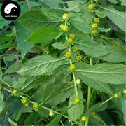 Tian Ming Jing 天名精, Herba Carpesium Abrotanoides-Health Wisdom™