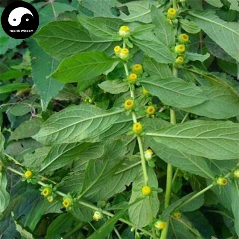Tian Ming Jing 天名精, Herba Carpesium Abrotanoides-Health Wisdom™