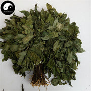 Tian Qi Ye 田七叶, San Qi, Folium Radix Notoginseng, Sanchi Pseudoginseng Leaf-Health Wisdom™