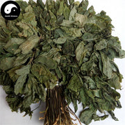 Tian Qi Ye 田七叶, San Qi, Folium Radix Notoginseng, Sanchi Pseudoginseng Leaf-Health Wisdom™