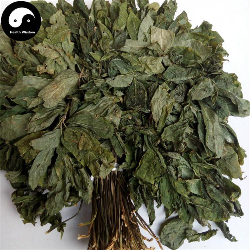 Tian Qi Ye 田七叶, San Qi, Folium Radix Notoginseng, Sanchi Pseudoginseng Leaf-Health Wisdom™
