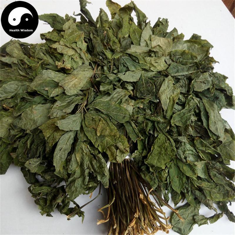 Tian Qi Ye 田七叶, San Qi, Folium Radix Notoginseng, Sanchi Pseudoginseng Leaf-Health Wisdom™