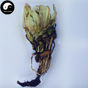 Tian Shan Xue Lian Hua 天山雪蓮花, Herba Saussureae Involucratae, Snow Lotus Herb-Health Wisdom™