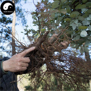 Tian Tai Wu Yao 天台烏藥, Radix Linderae, Combined Spicebush Root-Health Wisdom™