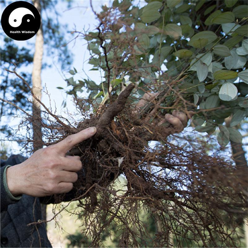 Tian Tai Wu Yao 天台烏藥, Radix Linderae, Combined Spicebush Root-Health Wisdom™