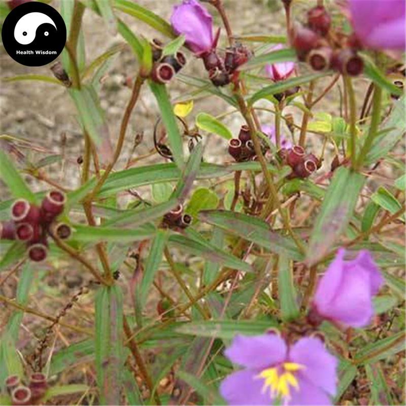 Tian Xiang Lu 天香炉, Herba Osbeckia Chinensis, Tian Diao Xiang-Health Wisdom™