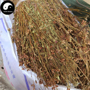 Tian Xiang Lu 天香炉, Herba Osbeckia Chinensis, Tian Diao Xiang-Health Wisdom™