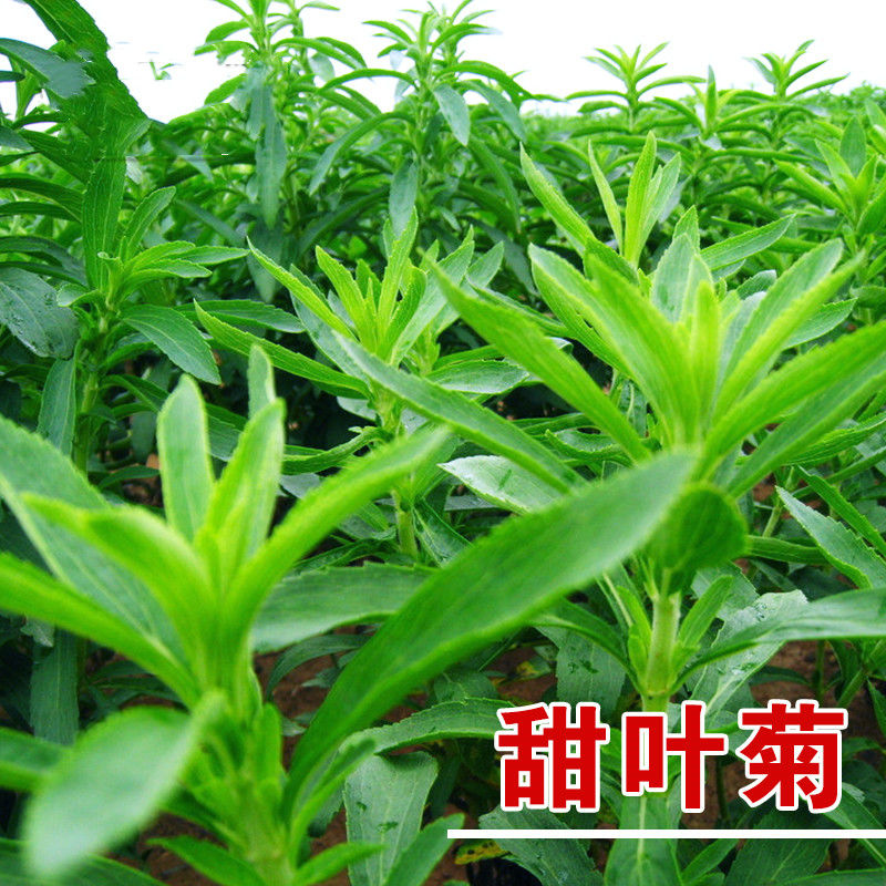 Tian Ye Ju 甜叶菊, Pure Sweet Stevia Powder , Stevia Leaf-Health Wisdom™