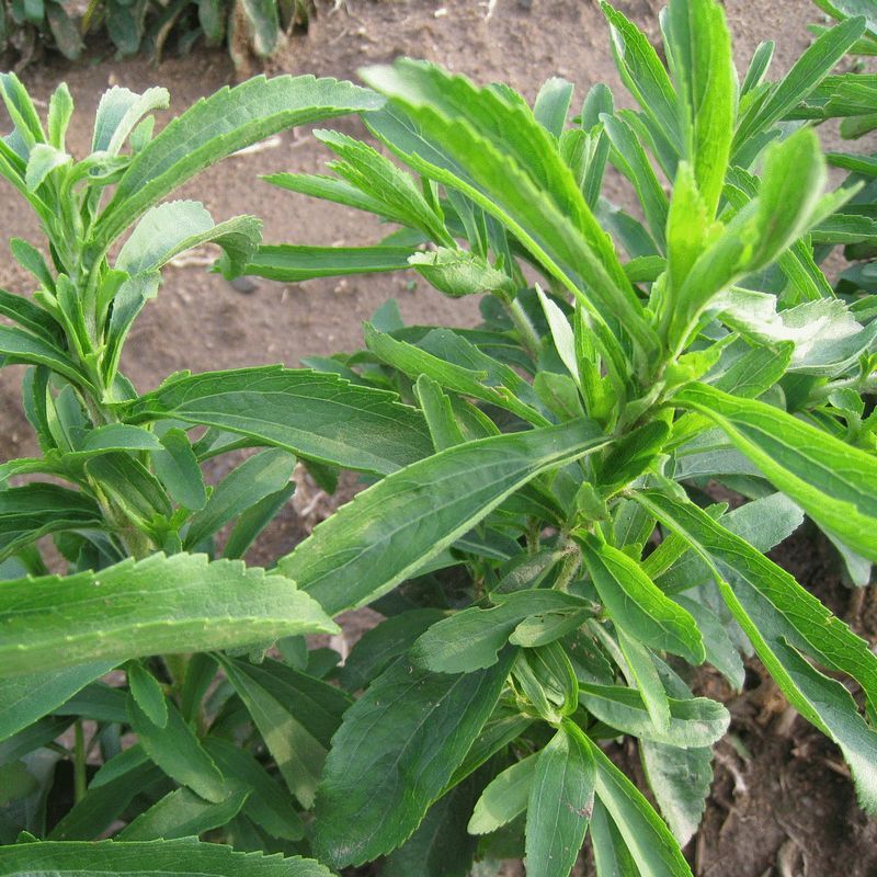 Tian Ye Ju 甜叶菊, Sweet Stevia, Dried Stevia Leaf-Health Wisdom™