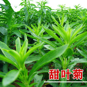 Tian Ye Ju 甜叶菊, Sweet Stevia, Dried Stevia Leaf-Health Wisdom™