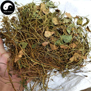 Tian Zi Cao 田字草, Herba Marsilea Quadrifolia, Marsile Herb-Health Wisdom™