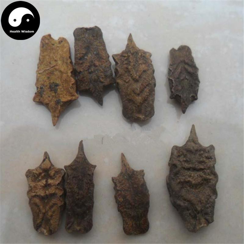 Tibet Bo Leng Gua Zi 波棱瓜子, 色吉美多, Herpetospermu Pedunculo-sum-Health Wisdom™