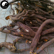 Tie Bao Jin 鐵包金, Berchemia Lineata, Wu Jin Teng-Health Wisdom™