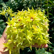 Tie Pi Shi Hu 鐵皮石斛, Dendrobium Officinale, Dendrobium Flower Tea, Shi Hu Hua-Health Wisdom™