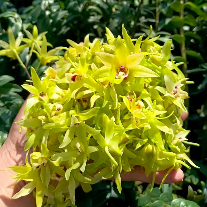 Tie Pi Shi Hu 鐵皮石斛, Dendrobium Officinale, Dendrobium Flower Tea, Shi Hu Hua-Health Wisdom™